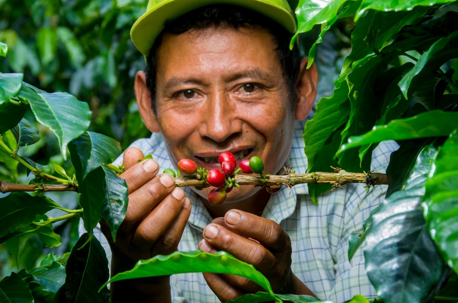 Cosecha de Café