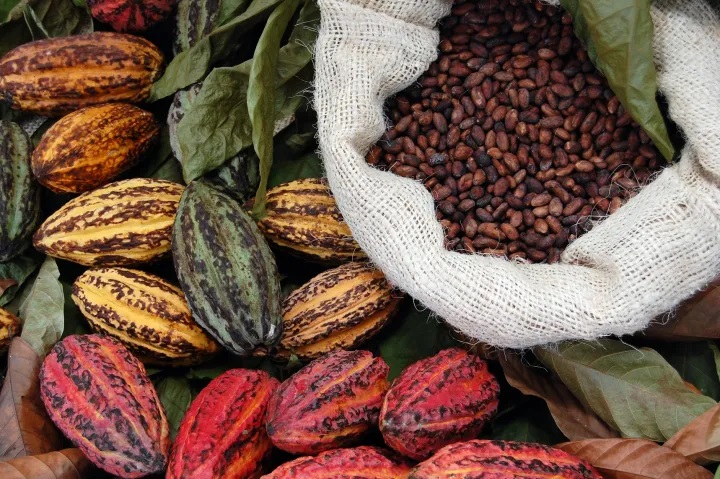 Cacao 3